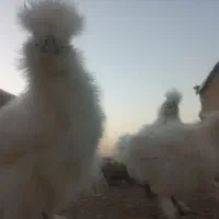 جوجه ابریشمی|حیوانات مزرعه|کرج, دولت‌آباد|دیوار