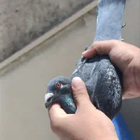کبوتر نر چاپی اصل