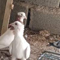 باعرض سلام کبوتر فروشی