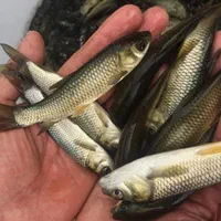 تولید وپخش انواع بچه ماهی /کپور/امور/|ماهی|کاشان, شهدا|دیوار