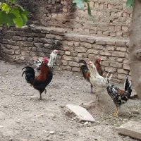 خروس نژاد گلین