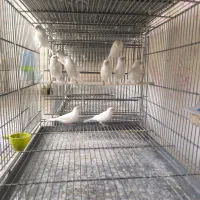 قناری رد فاکتور ،یلو فاکتور و وایت فاکتور|پرنده|مبارکه, |دیوار