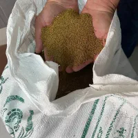 بذر یونجه بوجاری شده درجه 1