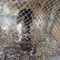 فروش بوقلمون نر جوان|حیوانات مزرعه|ایذه, |دیوار