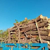 خریدانواع صنوبر بید چوب میوه  خرید بادریز