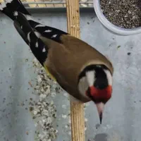 سهره داغسر  رسمی گردن گلفت بخون