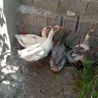 غاز|حیوانات مزرعه|باسمنج, |دیوار