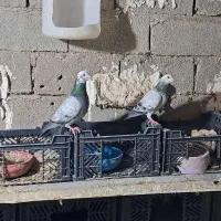 جفت گوره بزک