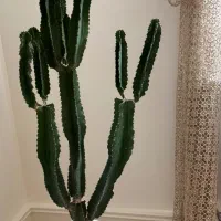 گیاه کاکتوس با گلدان