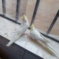 عروس هلندی مولد|پرنده|تهران, مسعودیه|دیوار