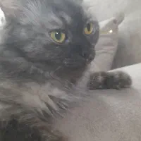 بچه گربه پرشین