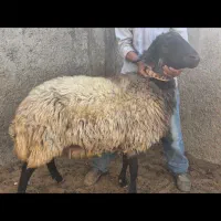 قوچ افشار هترو کار بلد شقه دار سالم