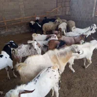 کهره وبره وبزصومال با کهره نر مخصوص داشت|حیوانات مزرعه|قشم, |دیوار