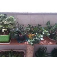 تعدادی گل و قلمه