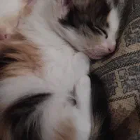 گربه بازیگوش