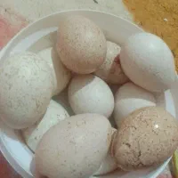 تخم نطفه داربوقلمون