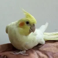 عروس هلندی لوتینو نر