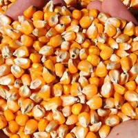 دان مرغ تخم گذار|حیوانات مزرعه|کاشان, آیت الله سعیدی|دیوار