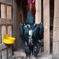 تخم مرغ اوشامو