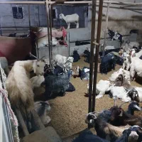 بز و بزغاله فوری فروشی|حیوانات مزرعه|لواسان, |دیوار