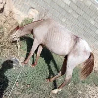 اسب ترکمن شجره دار دم گیر پرخون