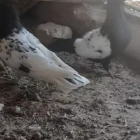 کفتر  کبوتر کاشمر