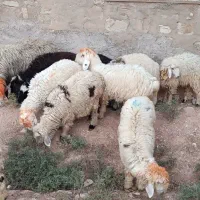 بره پرواری|حیوانات مزرعه|مسجد سلیمان, |دیوار