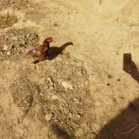 مرغ دورگه لاری تخم گذار معاوضه دارم با جوجه