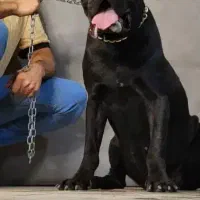 سگ کن کورسو ایتالیایی