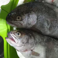 ماهی قزل الا،تازه درج یک