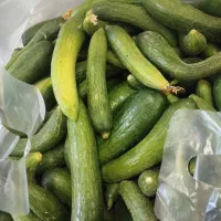 خیار بوستان مخصوص خیارشور