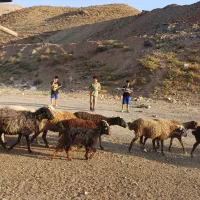 بزغاله|حیوانات مزرعه|لواسان, |دیوار