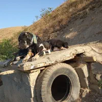 توله سرابی اصیل ماده|سگ|خلخال, |دیوار