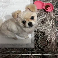 واگذاری میکس پامر