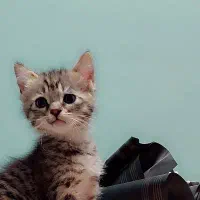 گربه گوگولی|گربه|ری, فیروزآبادی|دیوار