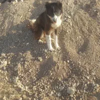 سگ گله ای