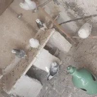 کفتر پرشی خوب