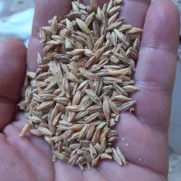 گندم و جو