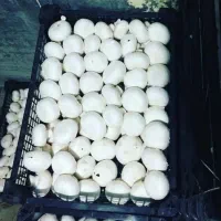 پرورش قارچ|خوردنی و آشامیدنی|مشگین شهر, |دیوار