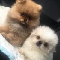 پامر خرسی اصیل سایز صفر