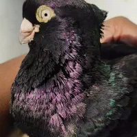 صرب|پرنده|بندر گناوه, |دیوار