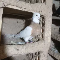 کاکلی