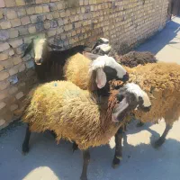 بره  نر و ماده مناسب برای نگهداری و قربانی