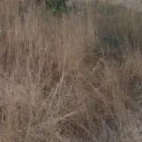 باغ-900مترفروشی