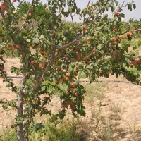 باغچه ۵۰۰۰ هزار متری نظرآبادمعاوضه هم دارم