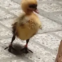 اردک دونه ۱۰۰
