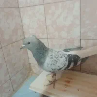 نرکلاغ بدرنگ دمسفید
