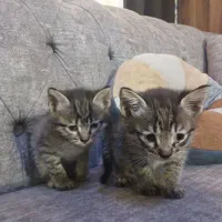 واگذاری گربه