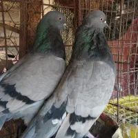 سبز و دم سفید|پرنده|فهرج, |دیوار