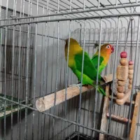 طوطی برزیلی کوتوله